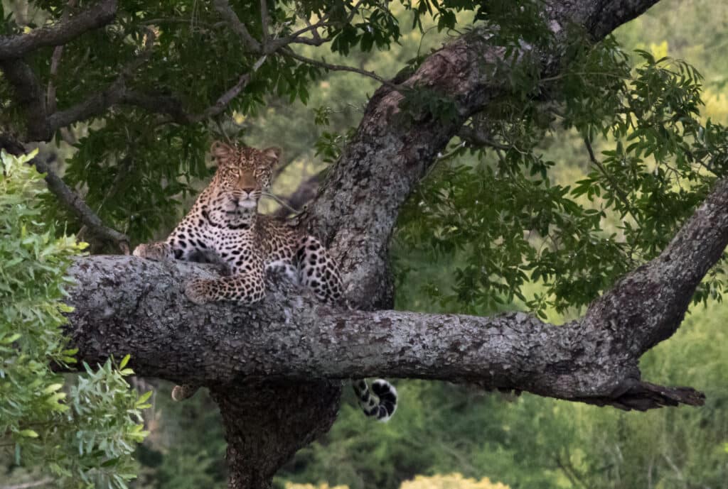 Leopard spots the warthogs from tree
