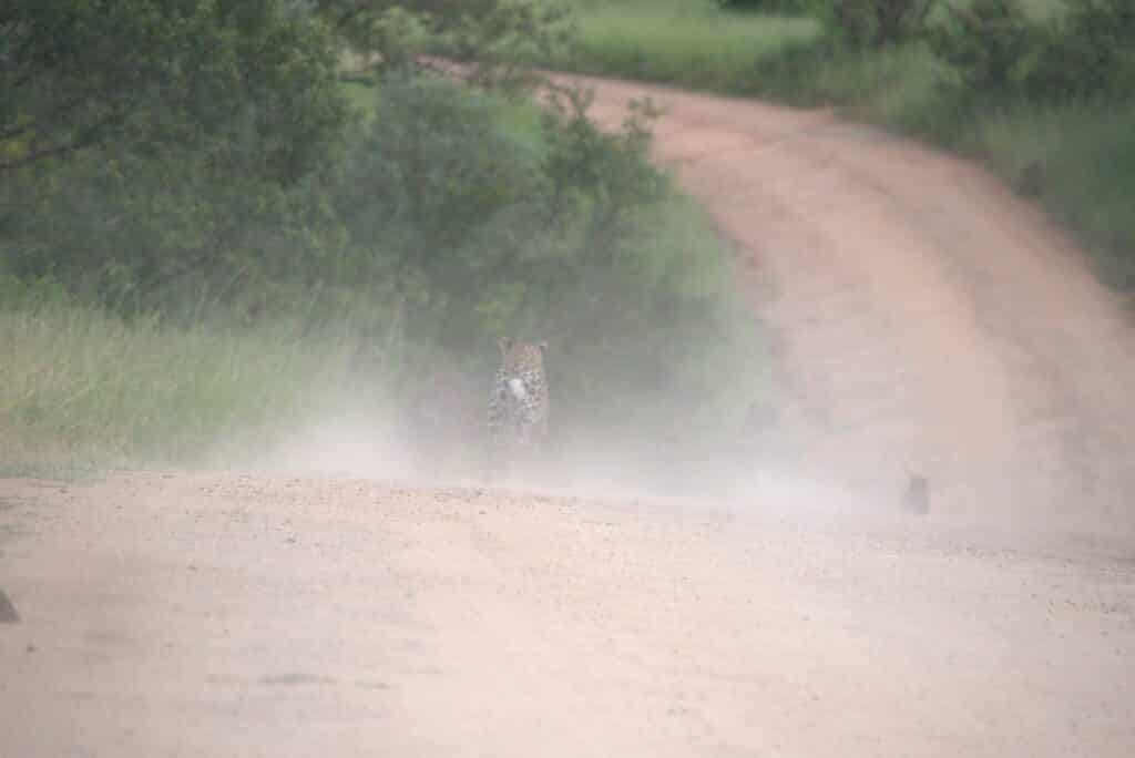 Leopard and warthogs both still running far down the road