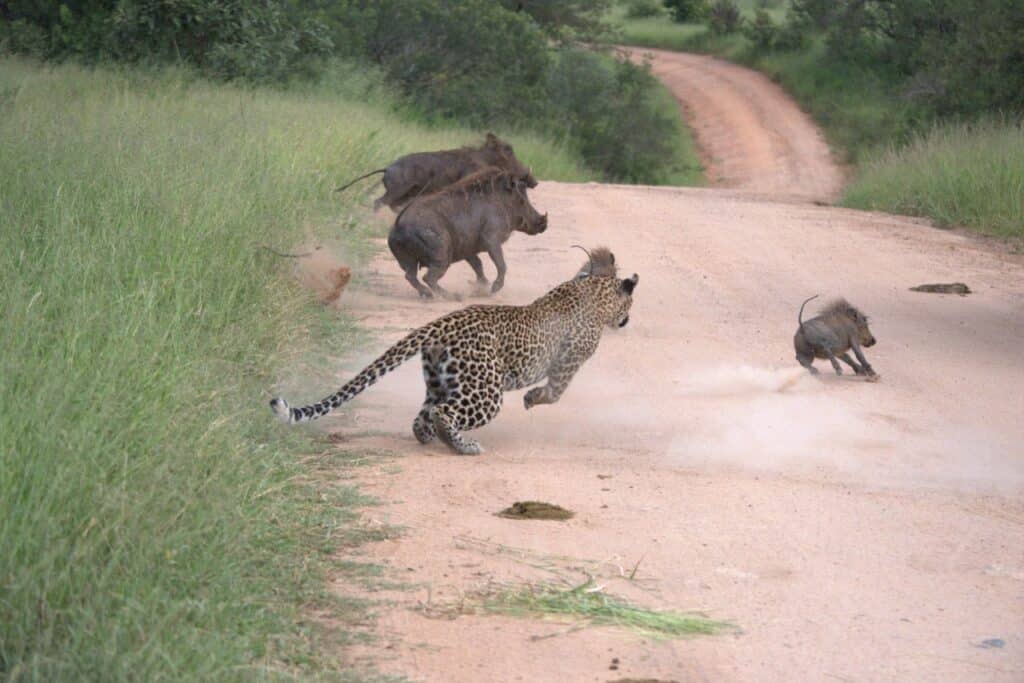 Leopard chases warthogs after they walk right into it