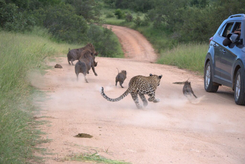 Leopard and warthogs all over the road