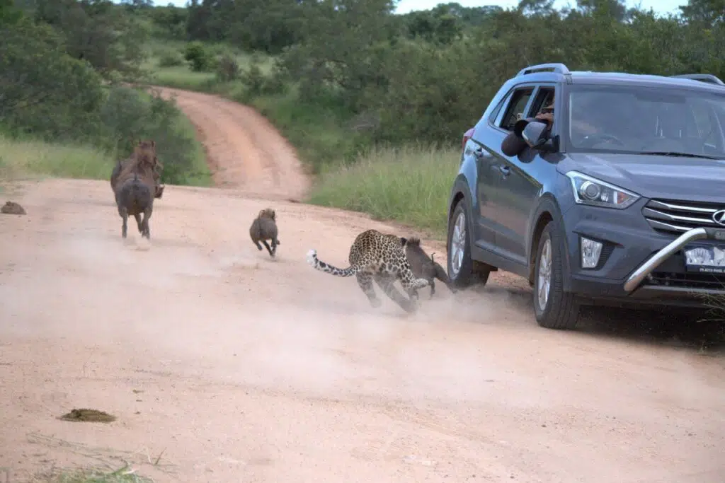 Warthogs almost hit the car after the Leopard chased them