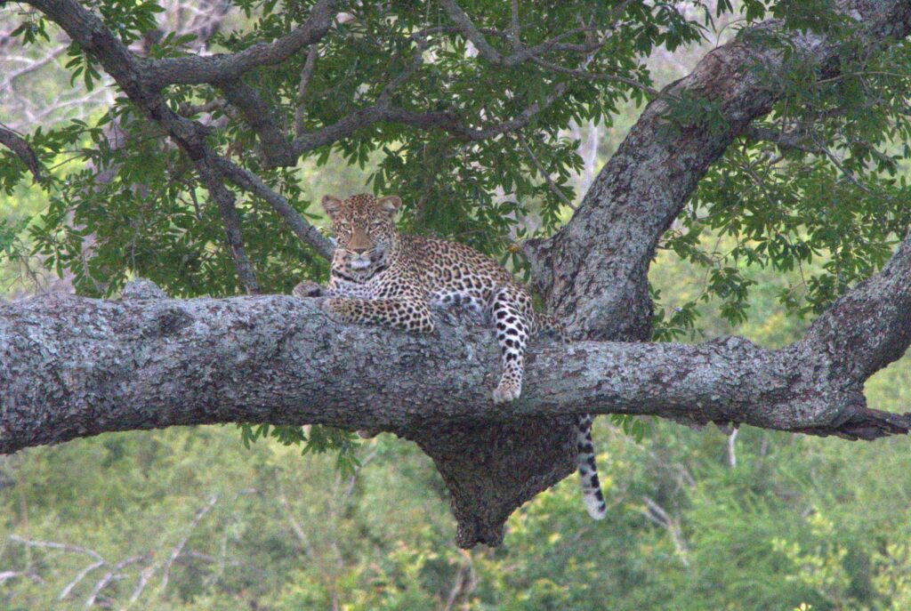 Leopard in Tree Watching warthogs
