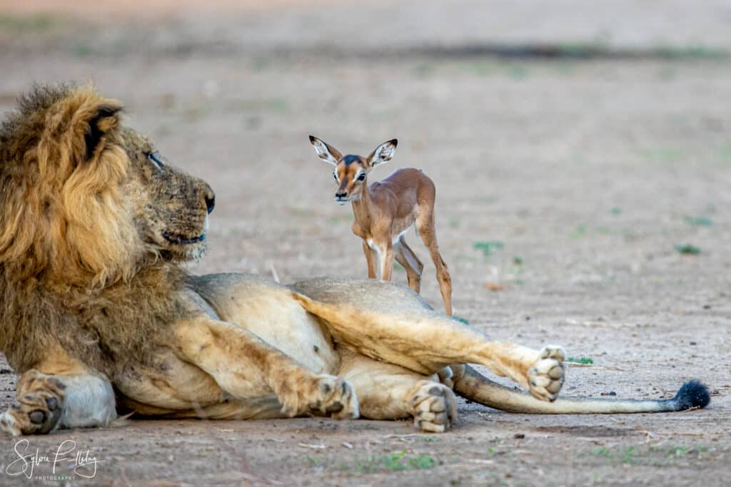 Baby impala encounters male lion