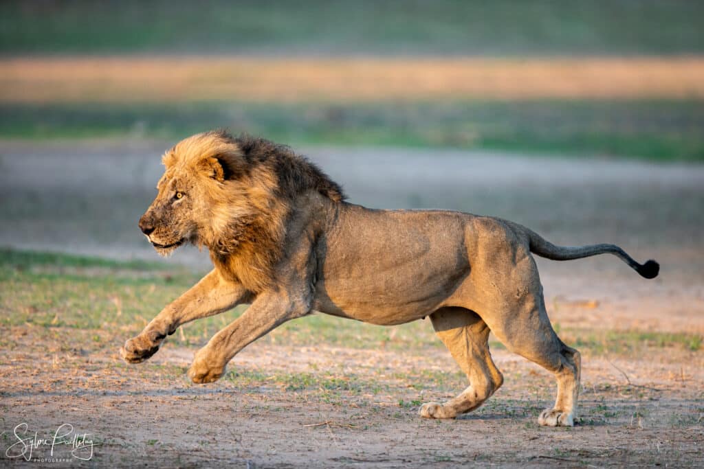 Male lion hunting