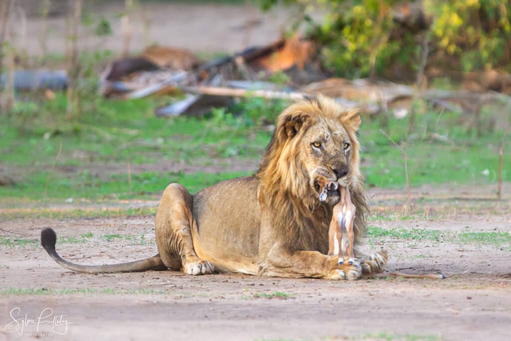 Male lion kills baby impala