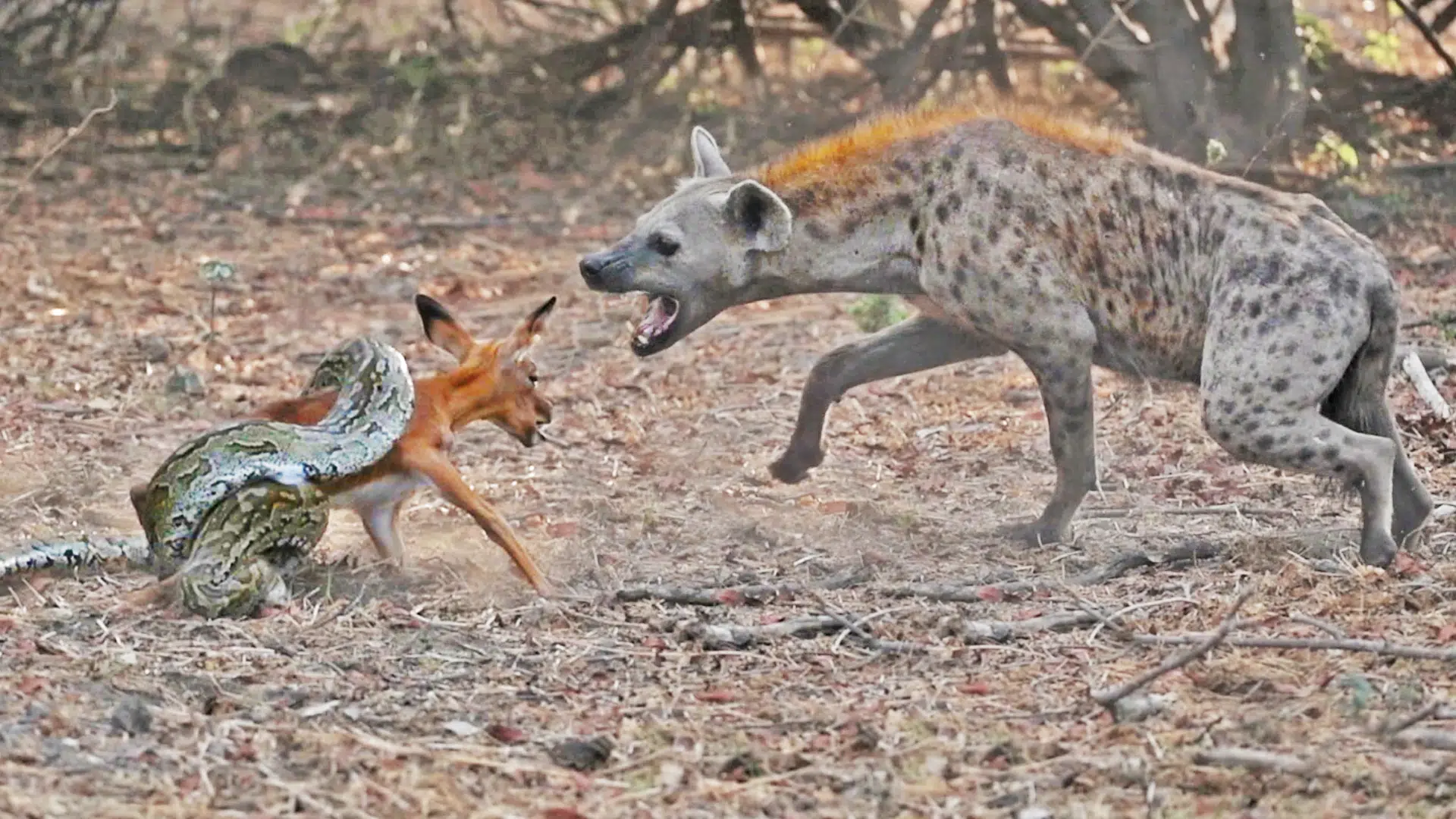 Impala Baby Tries Escaping Python & Hyena