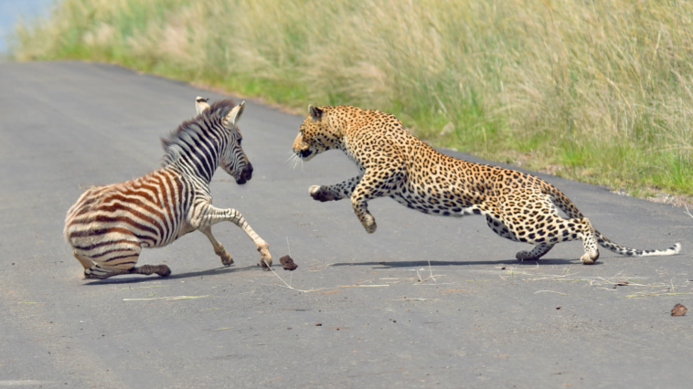 Leopard Catches Zebra in Road After Slipping