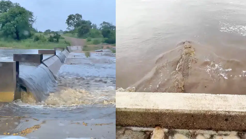 Kruger National Park Is Flooding
