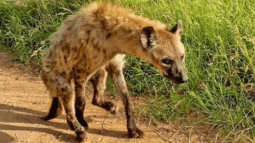 Nature is Incredible! This hyena has learned to walk on two legs after a lion's bite paralyzed it! 🥺