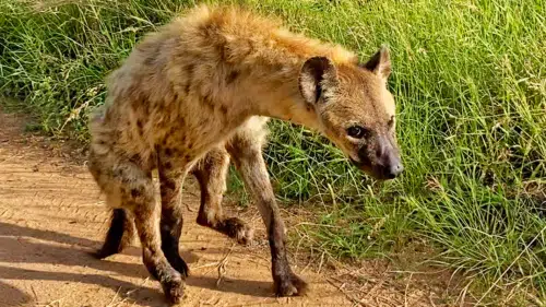 Hyena Learns To Walk On Two Legs After Lions Paralyzed It