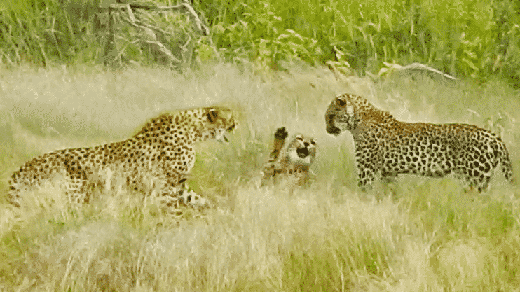 Cheetah Mother Tries Saving Cub After Leopard Catches It