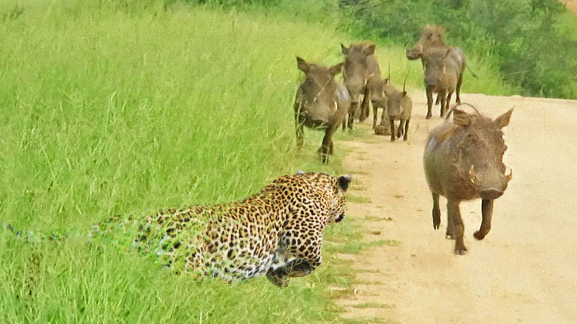 Warthogs Walk Right Into Leopard
