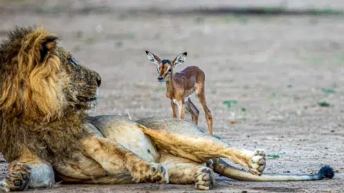 Innocent Baby Impala Walks Up To Lion – Wrong Move