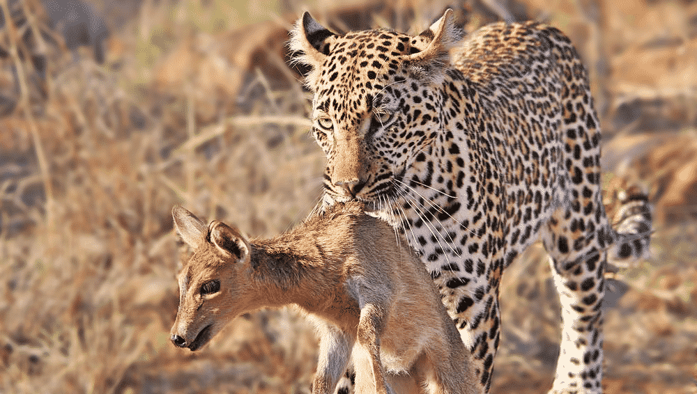 Leopard kills duiker