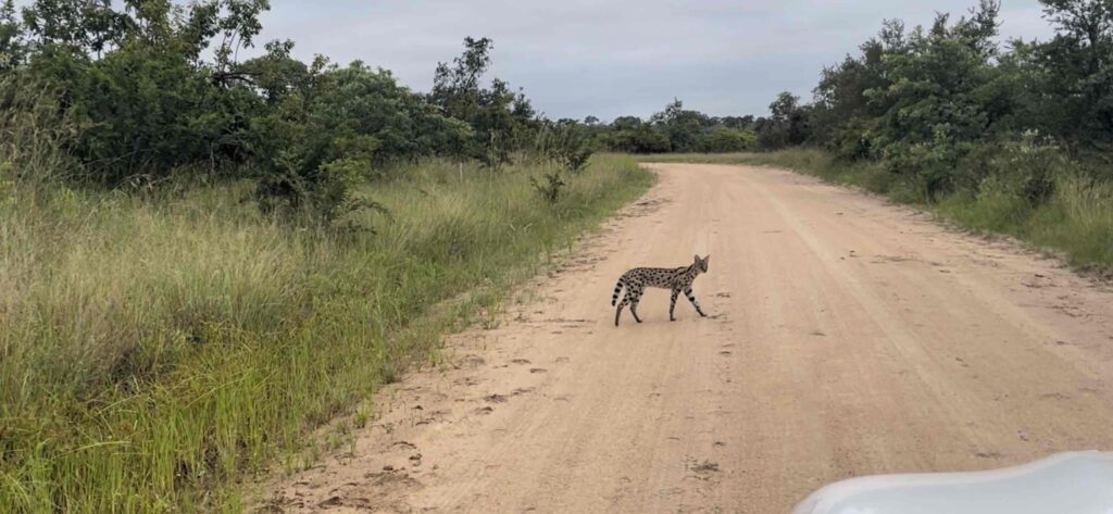 Serval crossing the road Kruger National Park