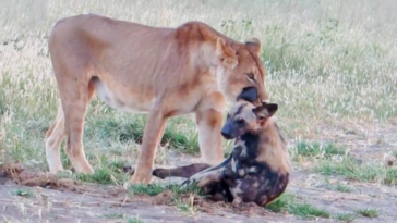 Lion hunts wild dog