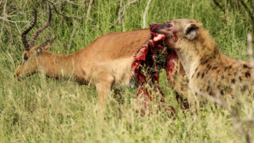Hyena eats impala