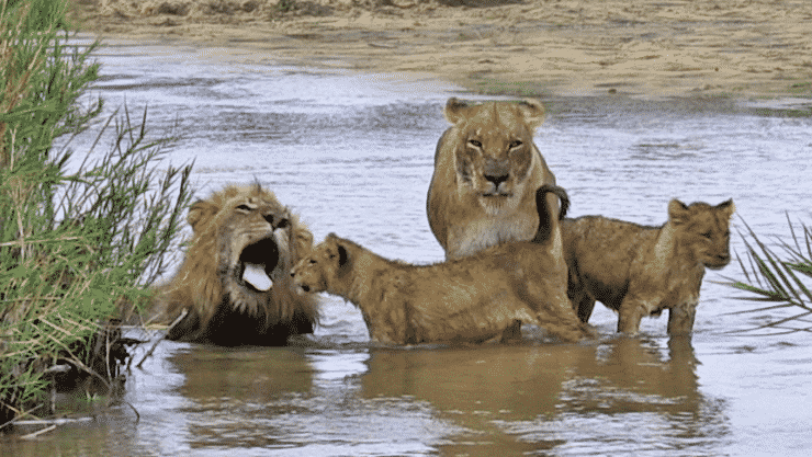 Lions swimming in river