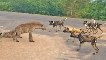 Hyenas and Wild dogs