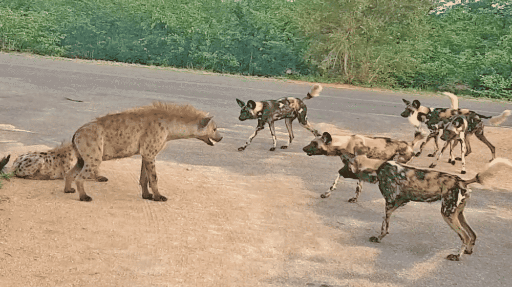 Hyenas and Wild dogs
