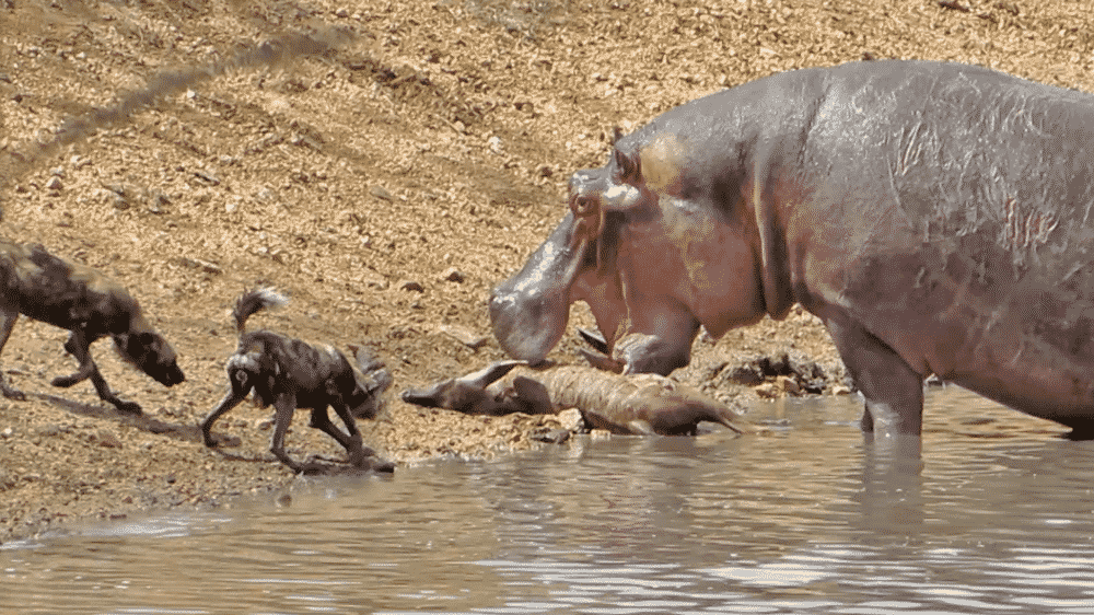 Hippo and wild dogs