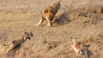 Lions hunt impala