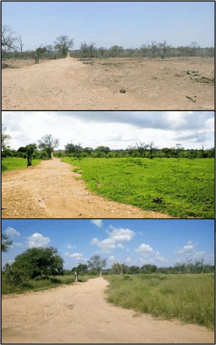 Drought in Kruger National Park