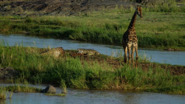 Giraffe stuck in Olifants river