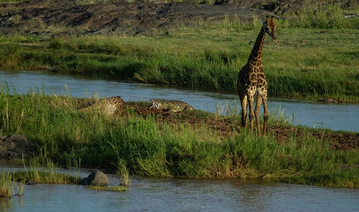 Giraffe stuck in Olifants river