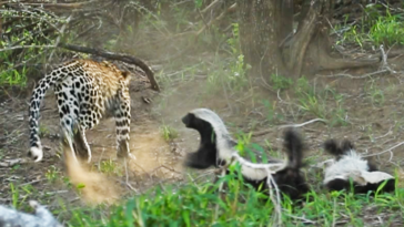 Honey badgers versus leopard