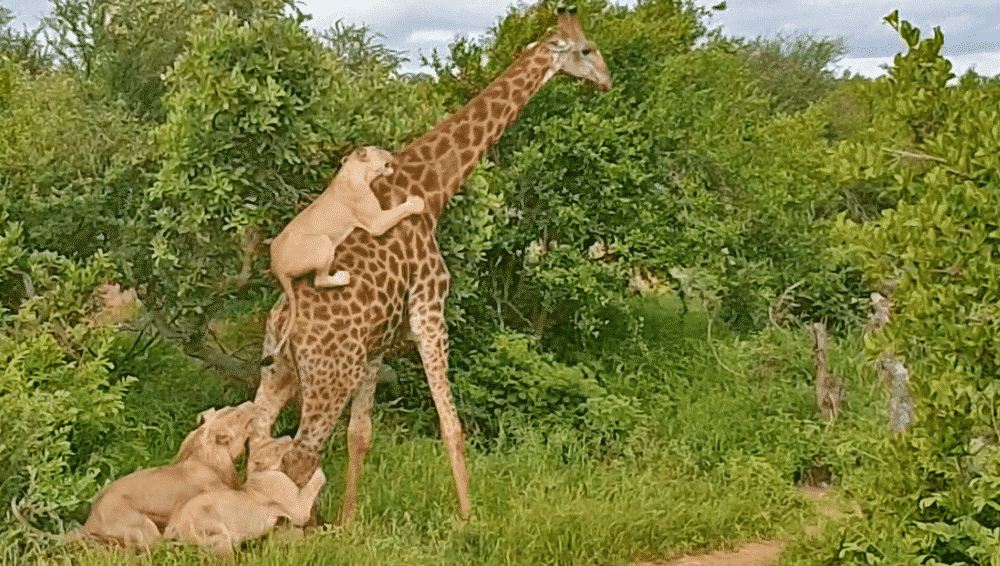 Lion rides giraffe