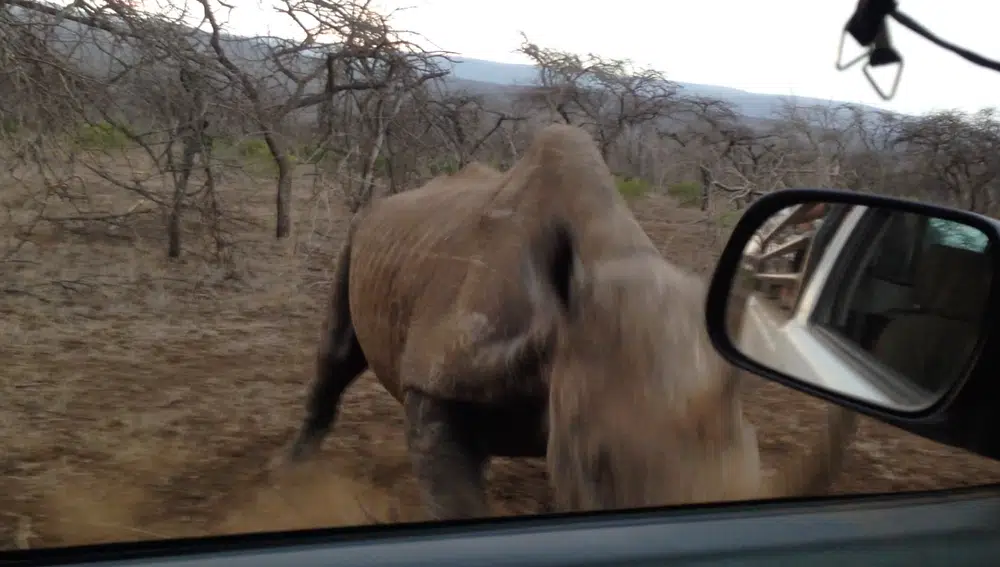 Rhino Charges and Hits Car