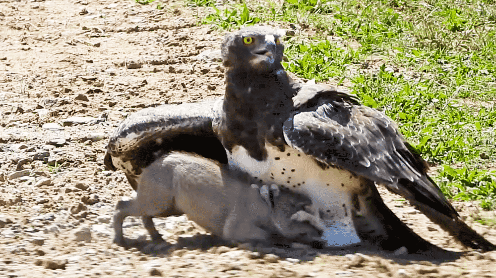 Eagle hunts warthog