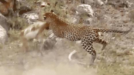 Leopard catches impala