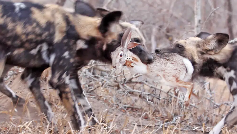 Wild Dogs Tear Hare in Half