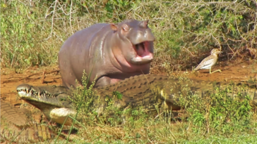 Baby hippo chasing crocodile