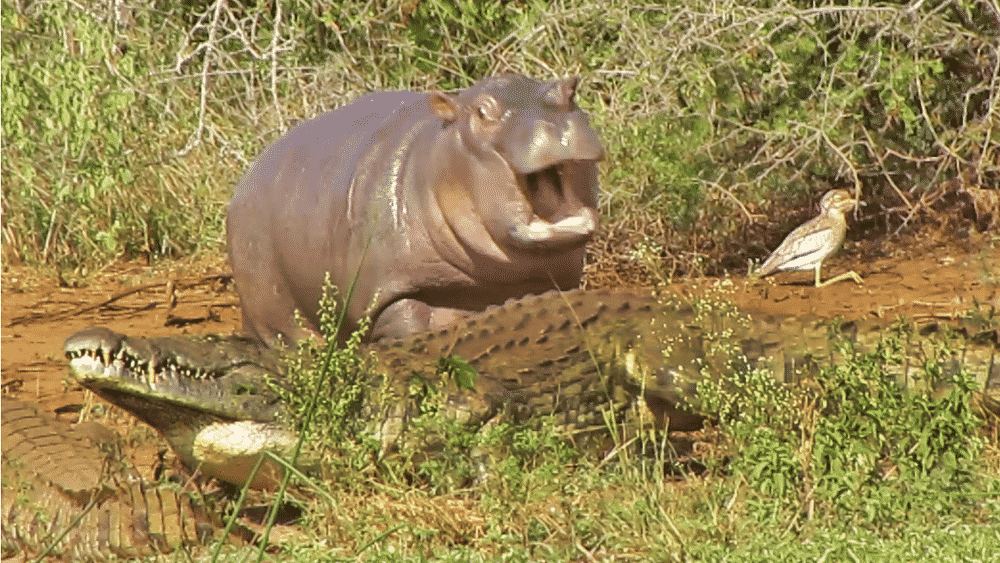 Baby hippo chasing crocodile