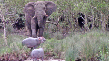 Elephant versus two hippos