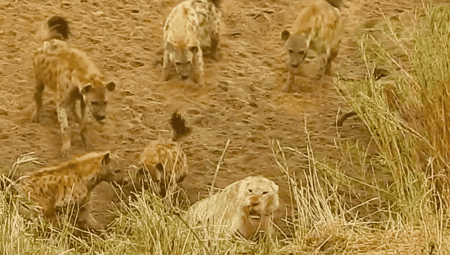 Lions corner hyena