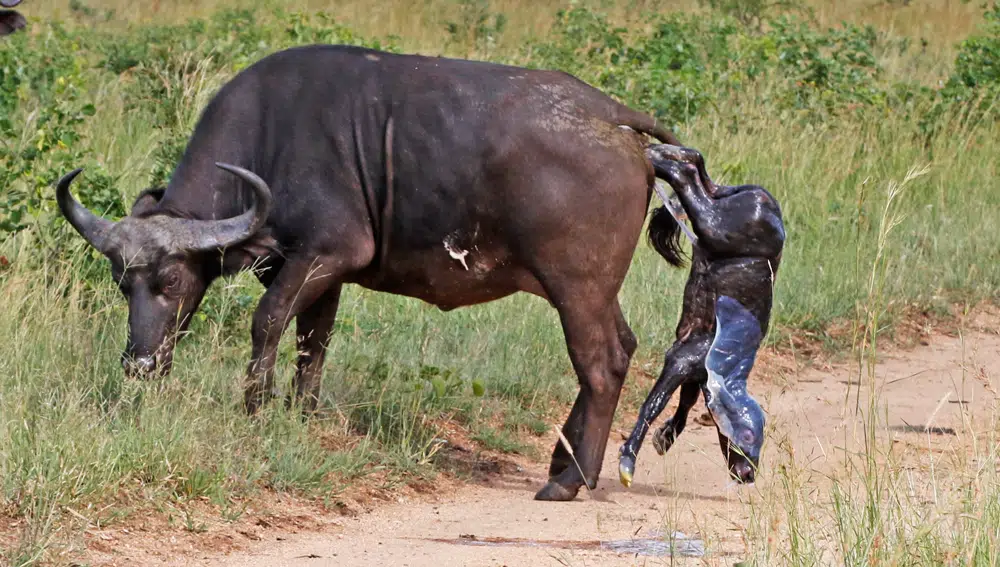 Buffalo gives birth