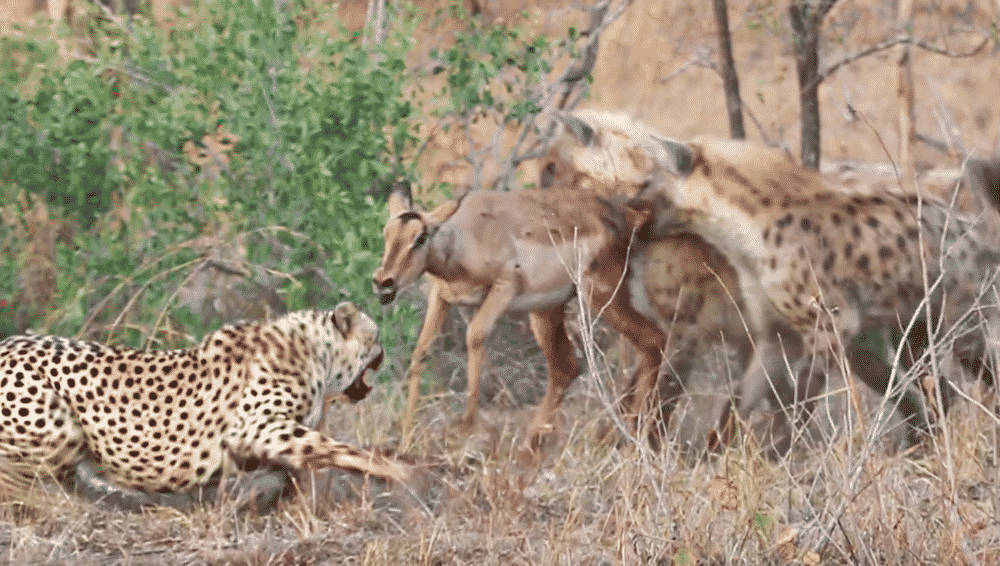 Cheetah and hyena kill impala