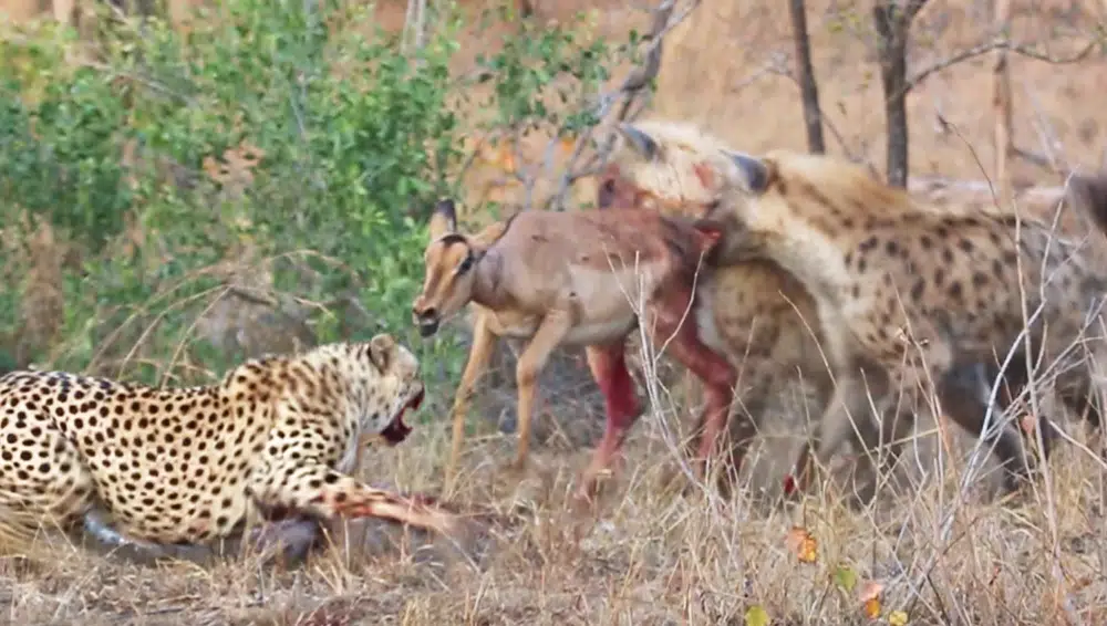 Cheetahs and Hyenas Eat Impala Alive!