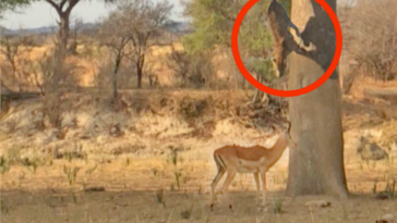 Leopard hunting an impala