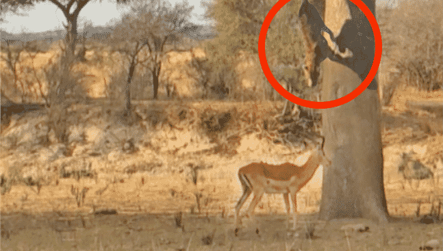 Leopard hunting an impala