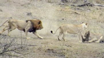 Lions hunt warthog
