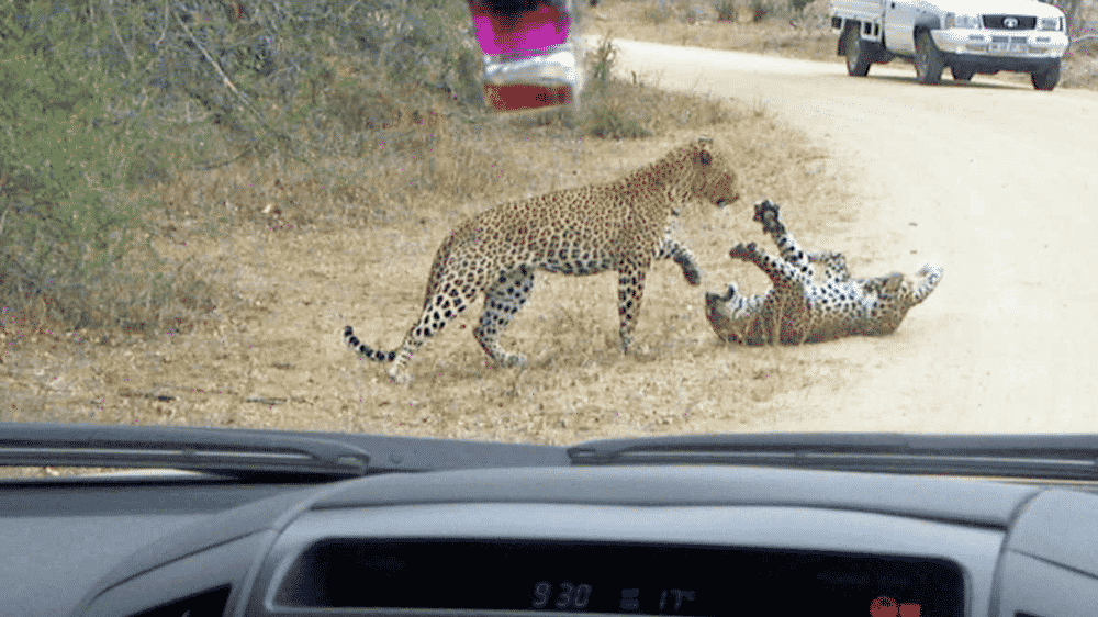 Leopard death match in the road