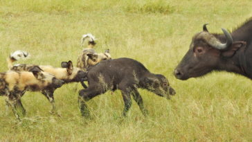 Wild dogs hunt buffalo calves