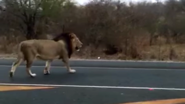 Lions escape Kruger National Park
