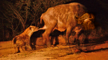 Hyena grabs buffalo by balls