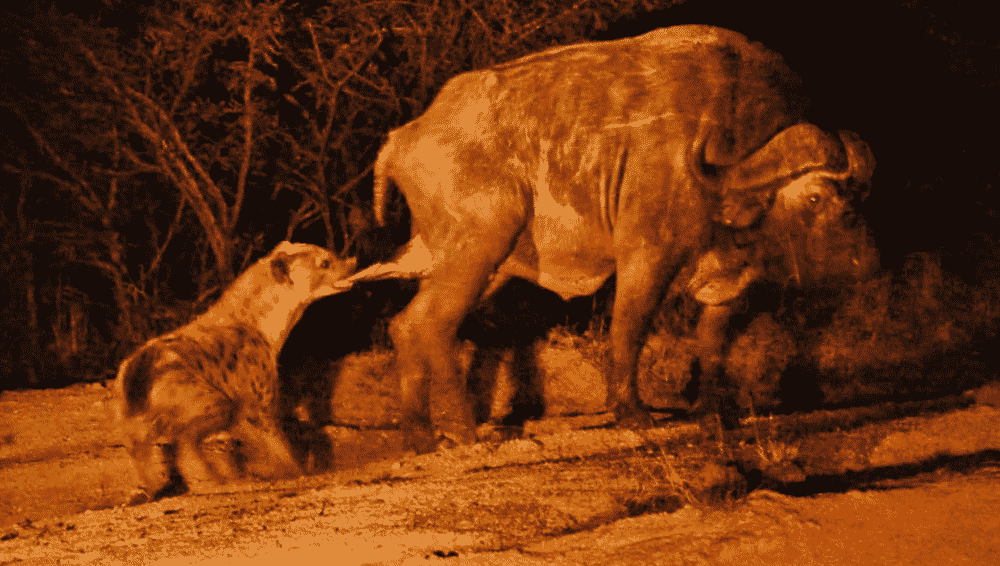Hyena grabs buffalo by balls